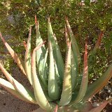 Aloe gerstneri ©JL.jpg